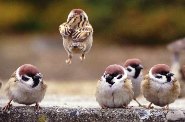 गौरैया के बारे मे (निबंध)- About Sparrow in hindi Essay