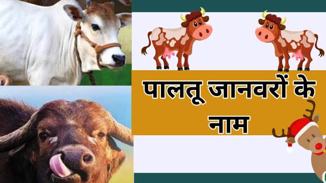 Pet Animals Name in Hindi
