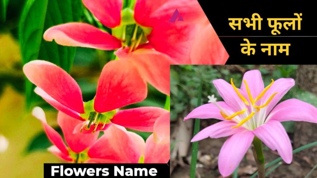 Flowers Name in Hindi 