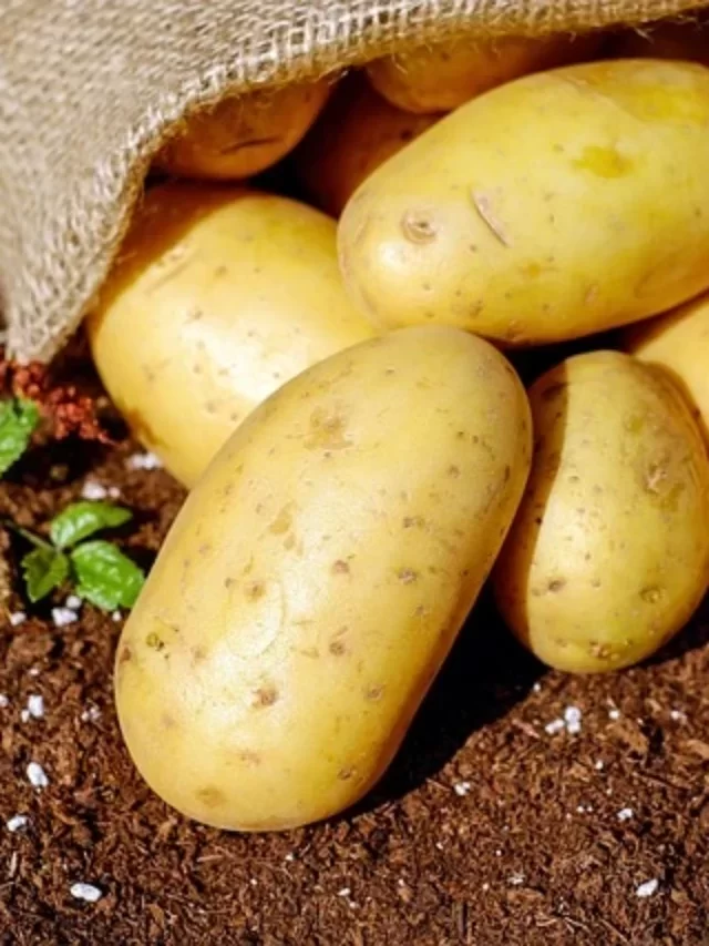 Top 10 Benefits of Potato