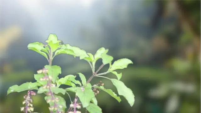 Tulasi Pooja image