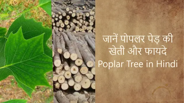 Poplar Tree: जानें पोपलर पेड़ की खेती और फायदे