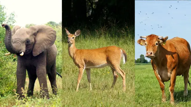 Vegetarian Animals Name in Hindi